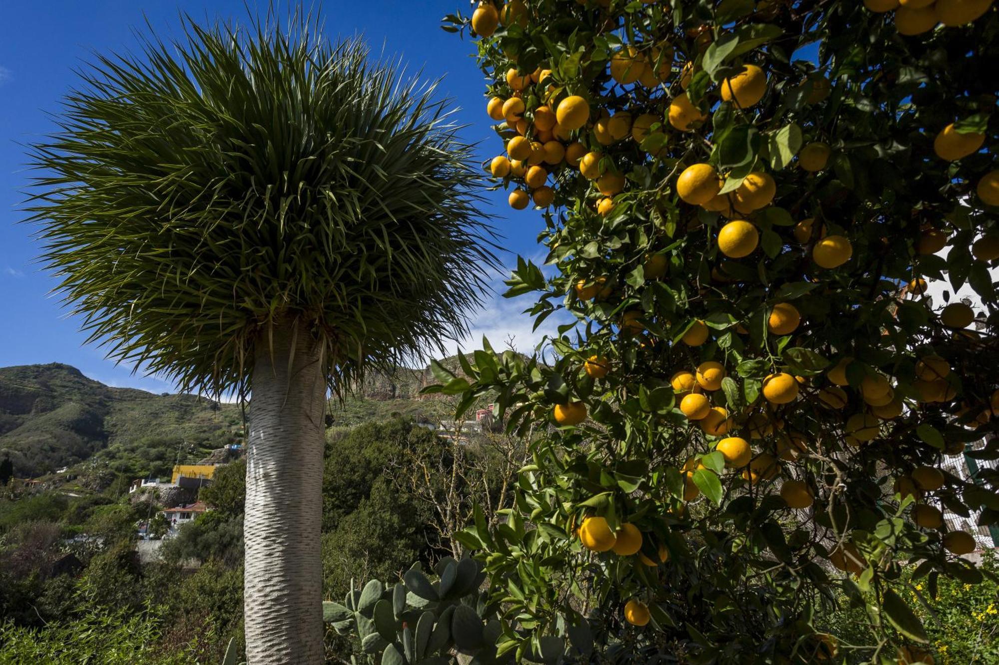 Casa Rural La Escalerilla Teror Εξωτερικό φωτογραφία